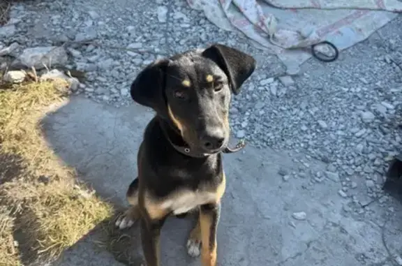 Пропала собака, ул. Воронова, Пенза