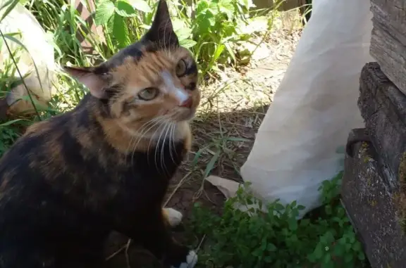 Кошки потеряшки, Маркова (иркутский), фото: Потеряшка кошка, Ромашковая ул., 11, Маркова