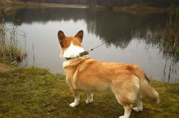 Найдена собака, Смоленск, фото: Собака найдена, Вокзальная ул., Смоленск