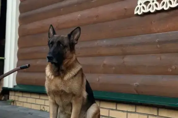 Пропала овчарка Адель, Луговая 10, Добрунь