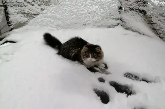 Пропала кошка, ул. Казарина, 12