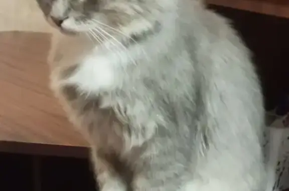 Пропала кошка, Центральная ул., Гумны