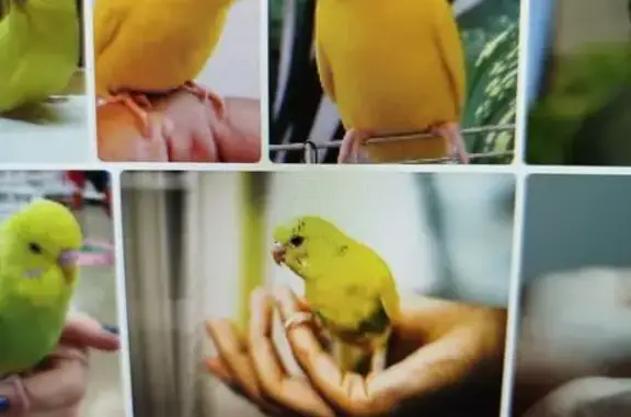 Попугай найден, Возрождения 20...