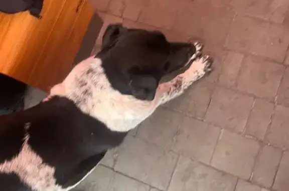 Собака найдена у ТЦ Ворошиловский, Волгоград