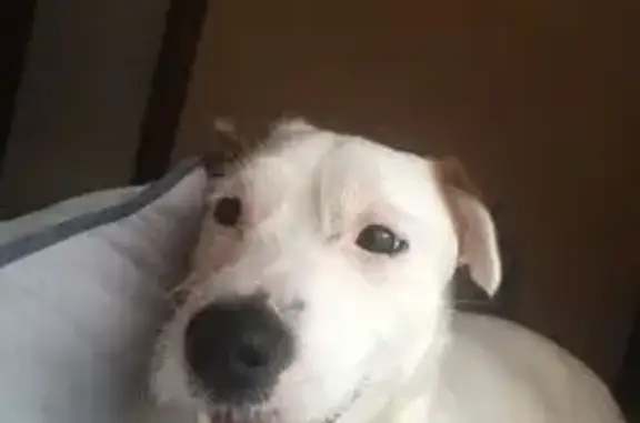 Пропала собака, Машиностроительная, Омск