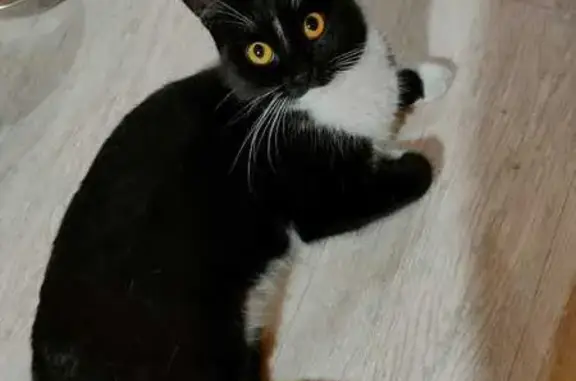 Кошки потеряшки, Кемерово, фото: Потеряшка кошка, Комсомольский пр. 71, Кемерово