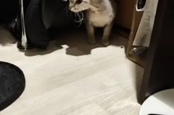 Найдена кошка, Чебаркуль, фото: Кошка найдена: Карпенко 4В, Чебаркуль