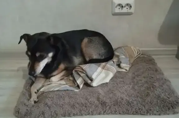 Пропала собака, ул. Мужества 2/1, Крск