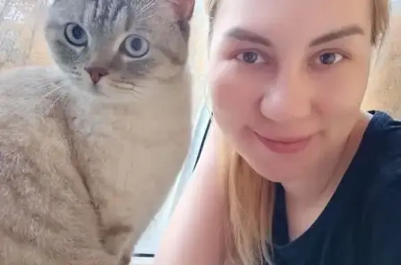 Пропала кошка, ул. 324-й Стрелковой, 12