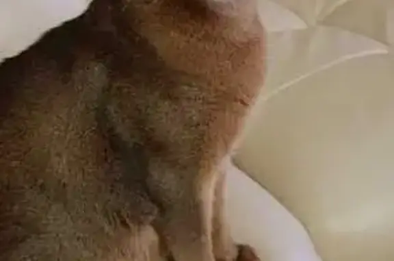 Пропала кошка, Сочи, Целинная 28/15