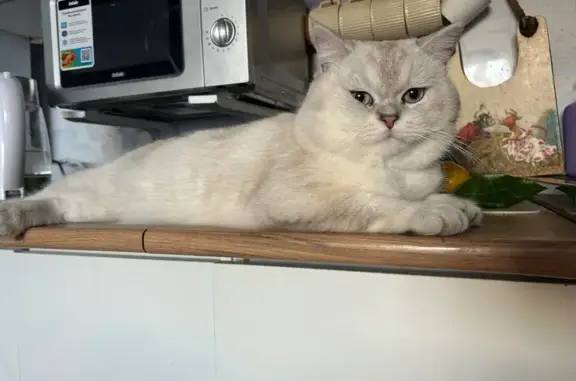 Пропала кошка, ул. Аксакова 58/1, Уфа