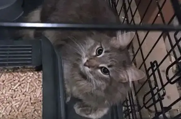 Кошка найдена: Краснознамённая 171Б, Воронеж