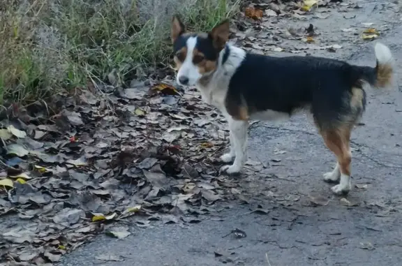 Объявления о пропавших и найденных животных, Воронежская область, фото: Собака найдена в Борисоглебске, Воронежская обл.