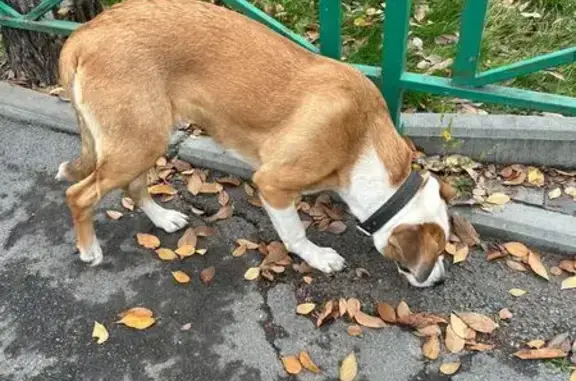 Собака найдена, ул. Капустина, Ростов-на-Дону