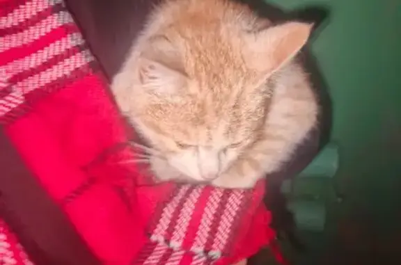 Рыжая кошка найдена, ул. Строителей, 6А