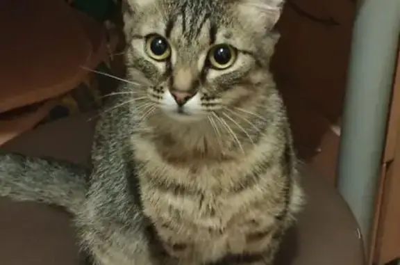 Потерянные животные Северный, фото: Пропала кошка, Октябрьская ул., Северный