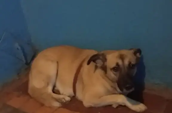 Найдена собака, Омск, фото: Собака найдена на Звёздной улице, Омск