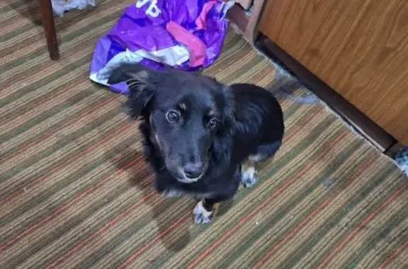 Найдена собака, Славгород, фото: Найдена собака, ул. Коллонтай, Славгород