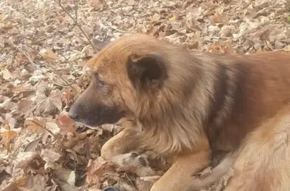 Собака найдена, Тулайкова 6, Саратов