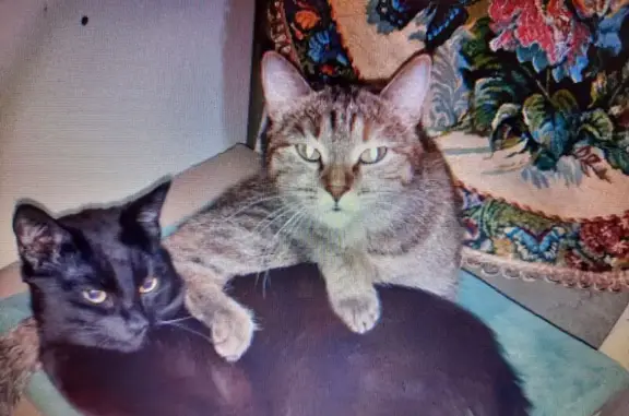 Пропала кошка, ул. Шульца 4, Улан-Удэ