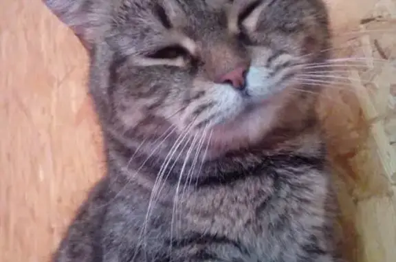 Пропала кошка, ул. Танкистов 150А, Челябинск