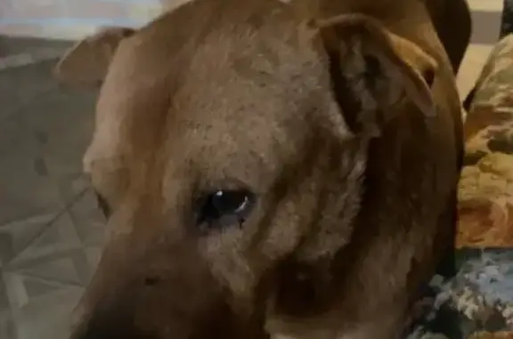 Собаки потеряшки, Ростовская область, фото: Потеряшка рыжая собака, Семикаракорск