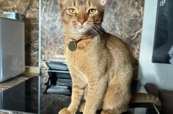 Кошки потеряшки, , фото: Потеряшка кошка на Автозаводском шоссе, 6