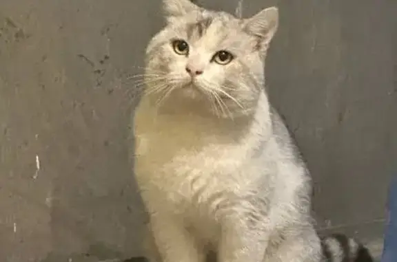 Кот найден: пр. Ямашева, 76, Казань