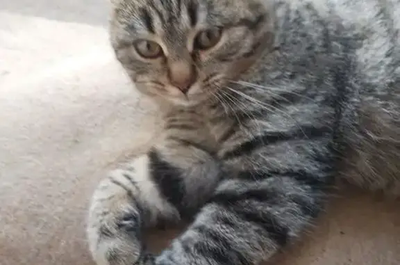 Кошки потеряшки, Балаково, фото: Потеряшка кошка на проспекте Героев, 50