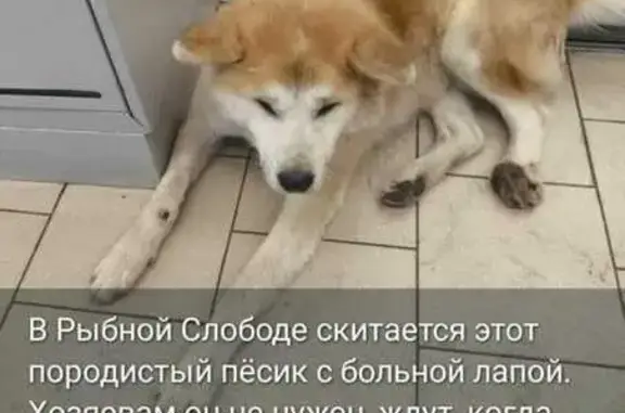 Найдена собака, , фото: Собака найдена: Кубасское СП, Татарстан