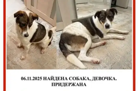 Найдена собака, Химки, фото: Собака найдена: Комсомольская 15, Химки