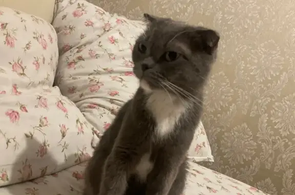 Найдена кошка, Шелехов, фото: Найдена кошка, 37, Шелехов