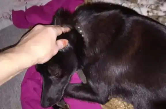 Найдена собака, Кострома, фото: Собака найдена: Депутатская 60, Кострома