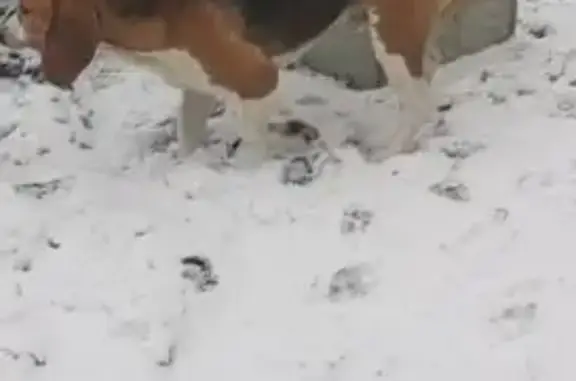 Найдена собака, , фото: Найдена собака, Дружининское пос.