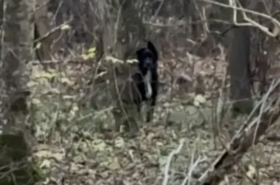 Найдена собака, Старая Купавна, фото: Собака найдена: Бисеровское ш., Старая Купавна