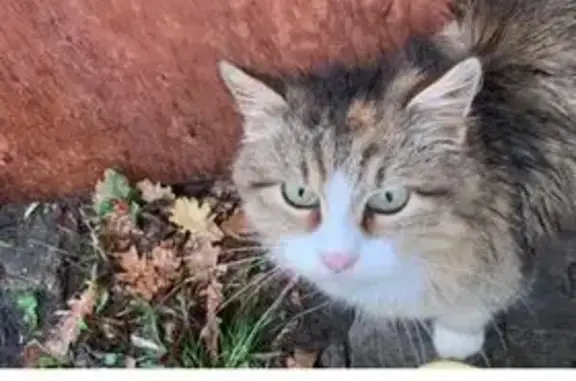 Найдена кошка, Курск, фото: Кошка найдена, ул. Комарова, Курск