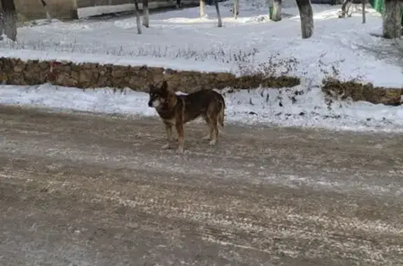 Найдена собака, Чита, фото: Собака найдена: Петровская 35, Чита