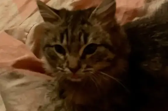 Кошки потеряшки, Волгоград, фото: Потеряшка кошка, Университетский пр., Волгоград