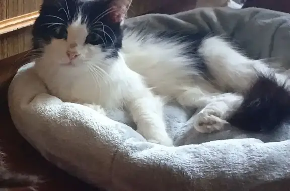 Пропала кошка, Уфа, ул. Злобина, 34/2