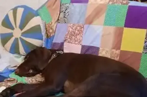 Собаки потеряшки, Вышний Волочёк, фото: Потеряшка собака, ул. Венецианова, В.Волочёк