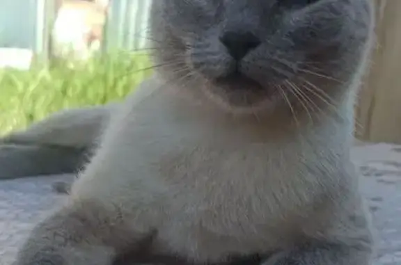 Пропала кошка Сима, Электрическая ул.