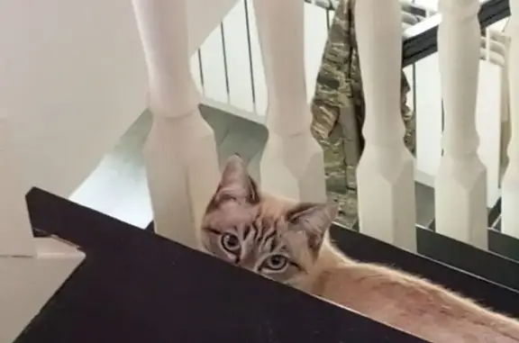 Пропала кошка на Земляничной, Усть-Кулом