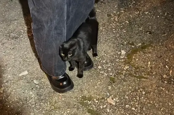 Найдена кошка, Красноярск, фото: Кошка найдена: Коломенская 17А, Крск