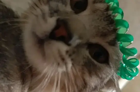 Пропала кошка, Киевская 1, Саратов