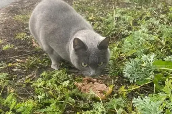 Найдена кошка, Альметьевск, фото: Кошка найдена: Амбулаторная 7А, Альметьевск