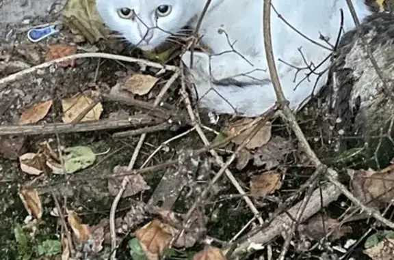 Найдена кошка, Брянск, фото: Кошка найдена: Осоавиахима 5, Брянск