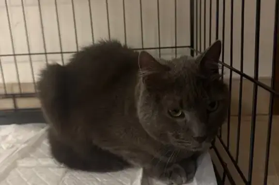 Найдена кошка, Санкт-Петербург, фото: Найдена серая кошка, Бухарестская ул.