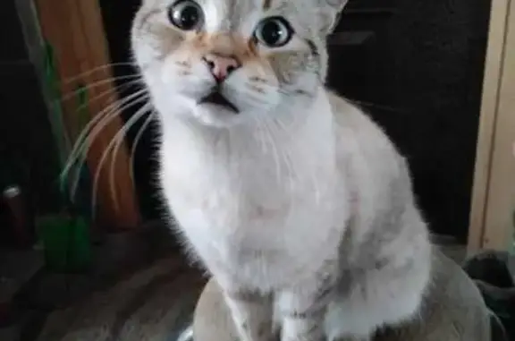 Пропал кот Лёва, СНТ Лада 2, Новосибирск