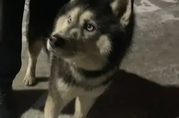 Найдена собака, Омск, фото: Собака найдена на Заозёрной улице, Омск