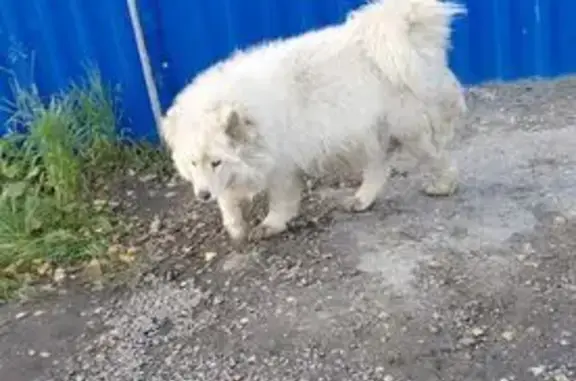 Пропала белая собака, Пролетарская 2, Бежецк